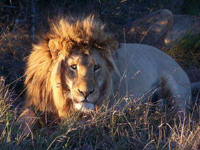 Lion in National Park